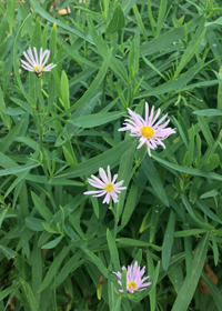 Boltonia asteroides var. latisquama 'Pink Beauty' 